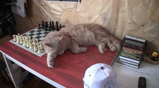Cat and WC cap